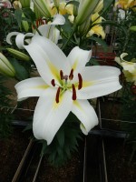 [4152 Cocossa No02.JPG]